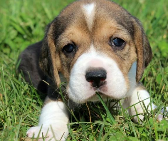 Beagle mini, a pronta entrega / * ou (11) 3862-3206 - Foto 2