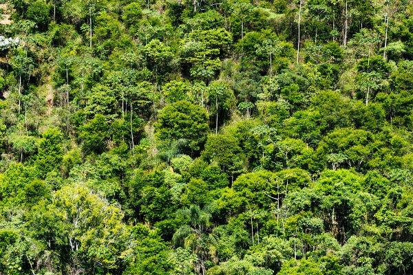 Mata para compensação de reserva (C.A.R) - Foto 2
