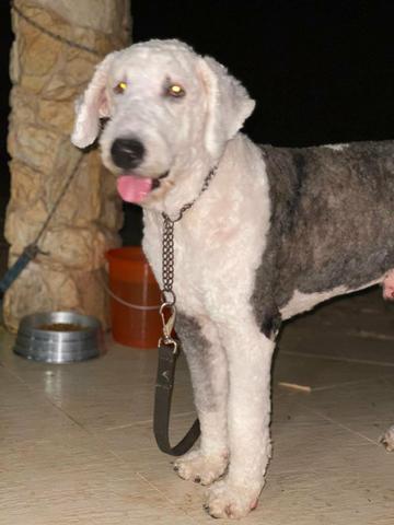 Cachorro sheep dog macho