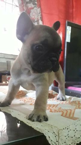 Vendo Bulldog francês com pedigree - Foto 2