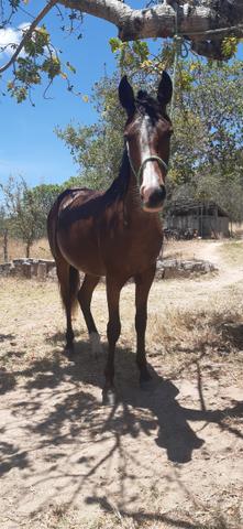 1/5 Mangalarga, neta do Elfo do Porto Azul, quase pronta de arreio - Foto 3