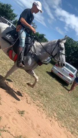 Traia de cavalo  +63 anúncios na OLX Brasil