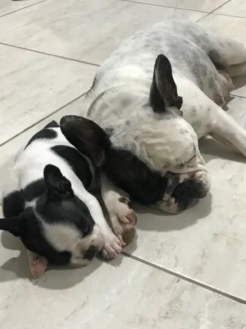 Vendo filhote de buldogue francês  - Foto 6