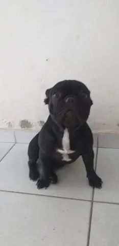 Bulldog francês 9meses fêmea  - Foto 3