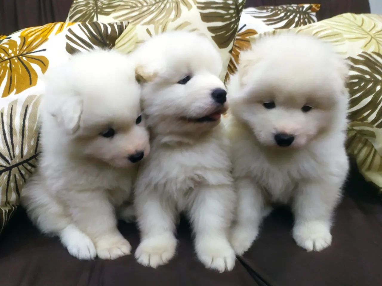 Samoieda disponível 