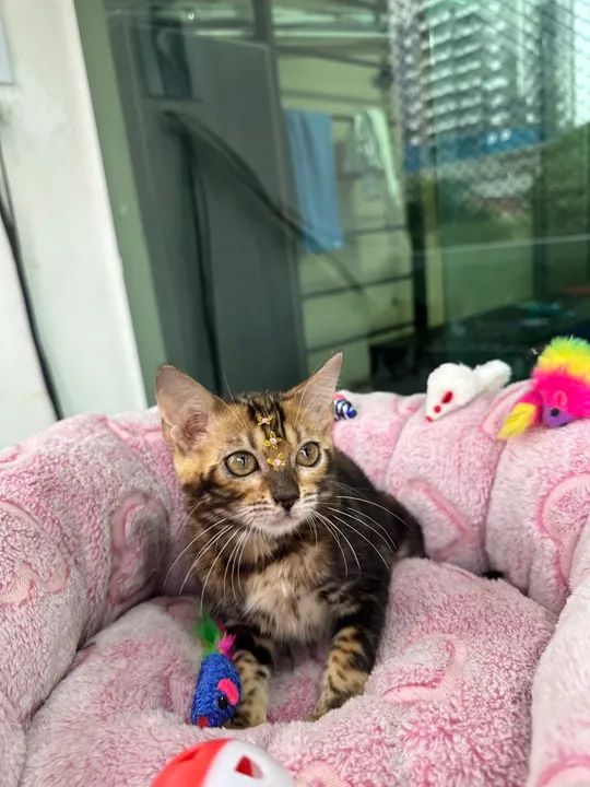 Bengal Marble  - Foto 4