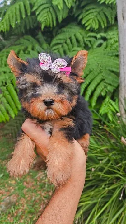 Yorkshire fêmeas lindas - criação responsável  - Foto 6