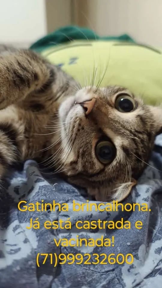 Gata castrada e vacinada