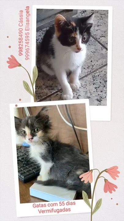 Filhotes fêmeas  para adoção 