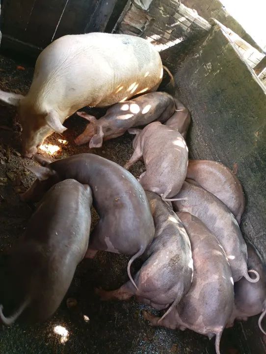 Porcos e Frangos Caipirão 