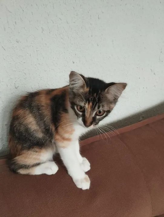 Gatinha fofa disponível para adoção - Foto 2
