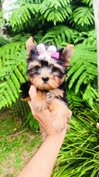 Yorkshire fêmeas lindas - criação responsável  - Foto 5