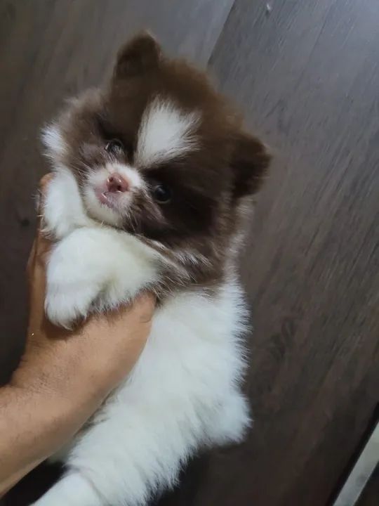 Filhote de Spitz Alemão