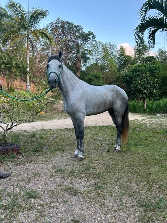 Cavalo MM de picada - Foto 2