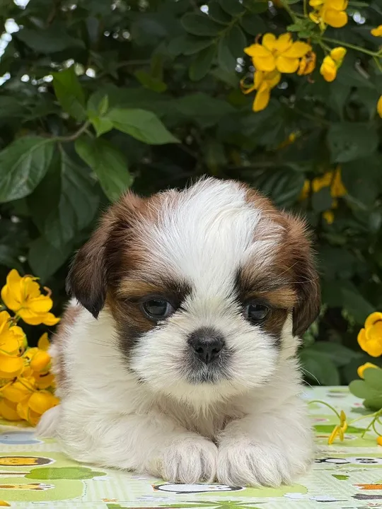 Shih Tzu - Fêmea -Adquira de loja com segurança - 11.960.16.49.76