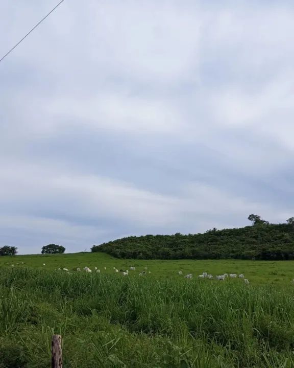 Vendo fazenda em São Domingos do Maranhão! - Foto 2