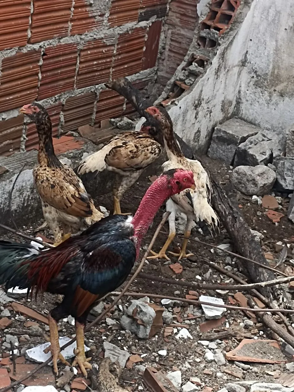 Galos e galinhas de raça para vender ligeiro