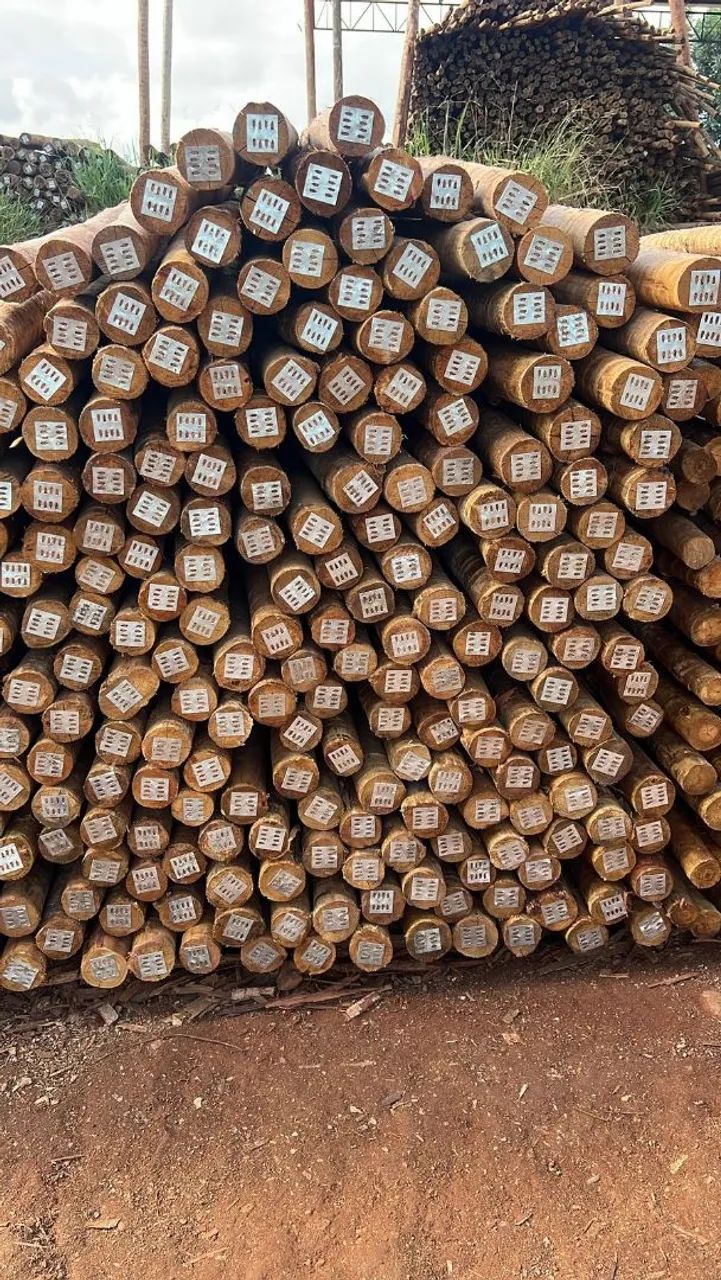 Eucalipto tratado, madeiras de lei - Foto 4