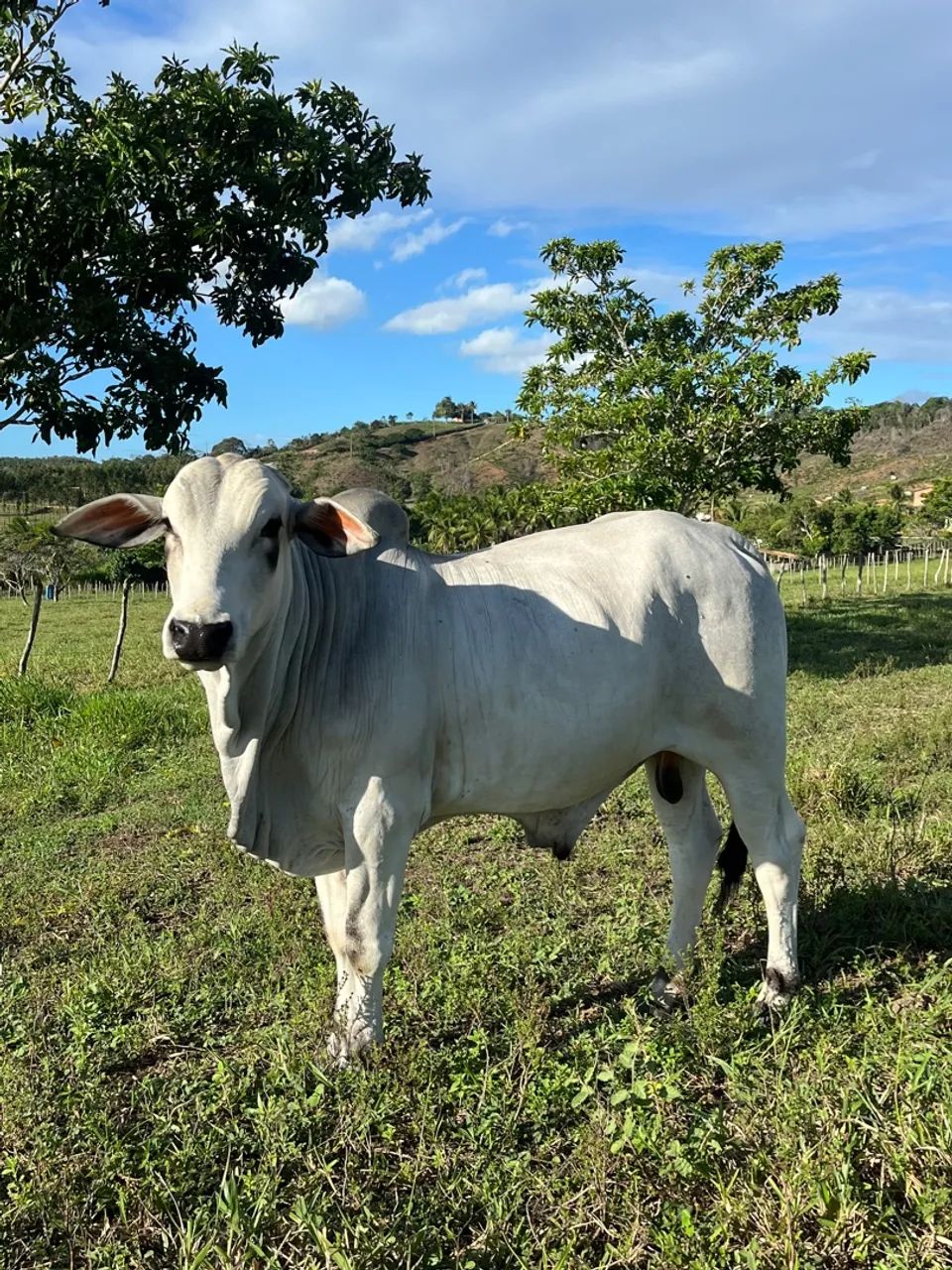 Bezerro Nelore 