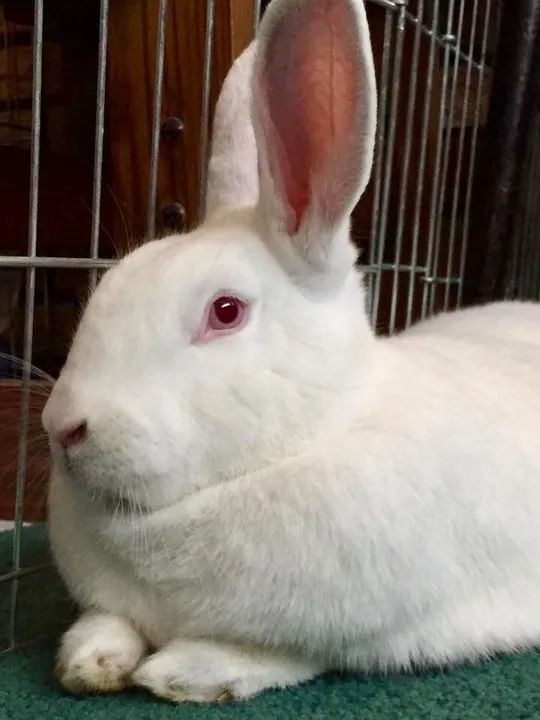 Coelho branco de estimação