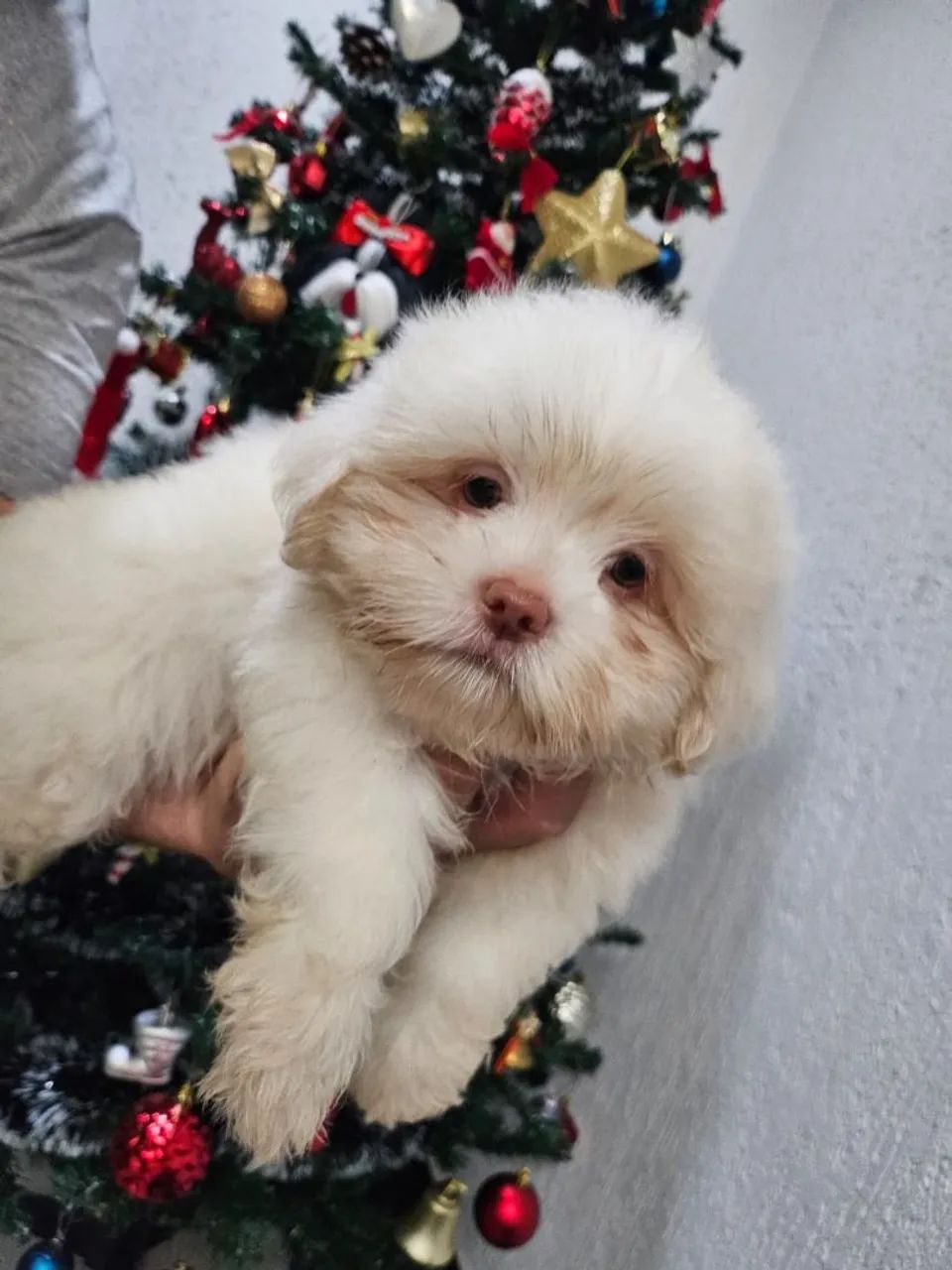 Filhote Shih Tzu Macho - Campinas SP - Foto 2