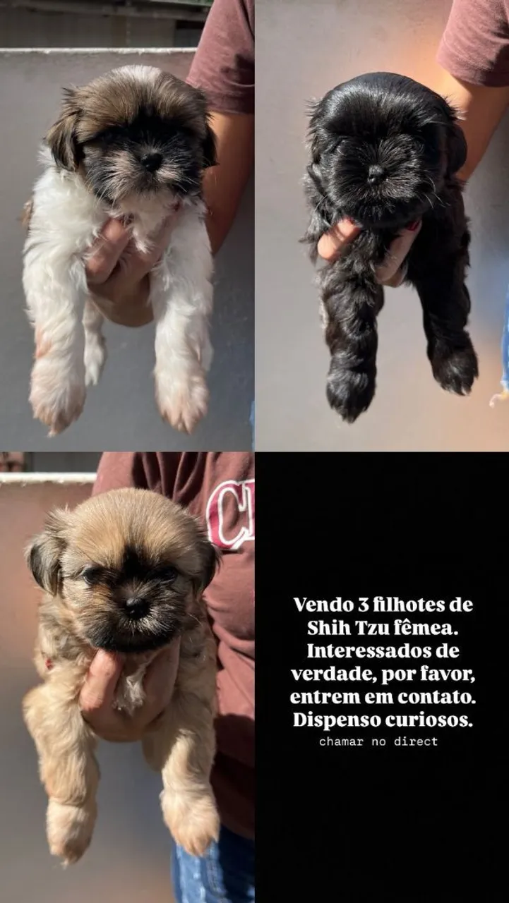 Filhotes Shih Tzu Fêmea