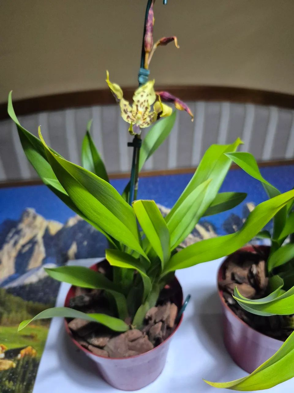 Orquídea Híbrida Oncidium - Foto 2