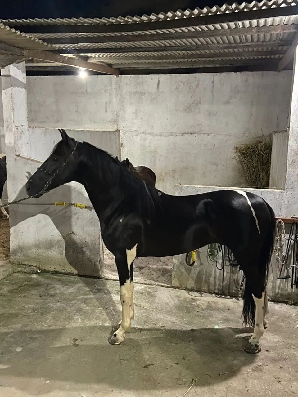 estou doando cavalo marcha PICADA sem papel muito marchador - Foto 2
