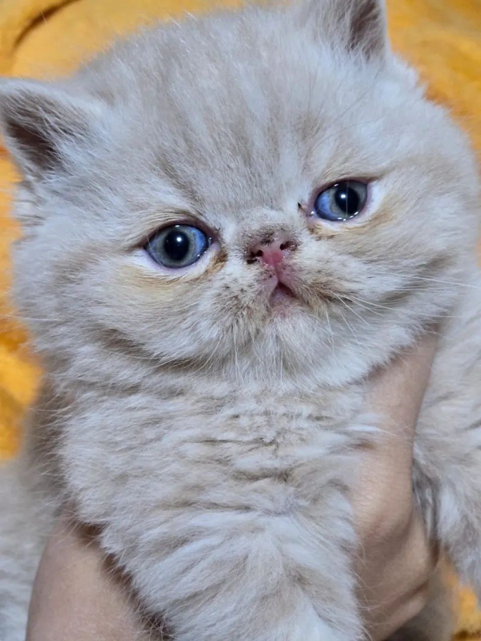 Filhotes de gato persa:exótico  - Foto 2