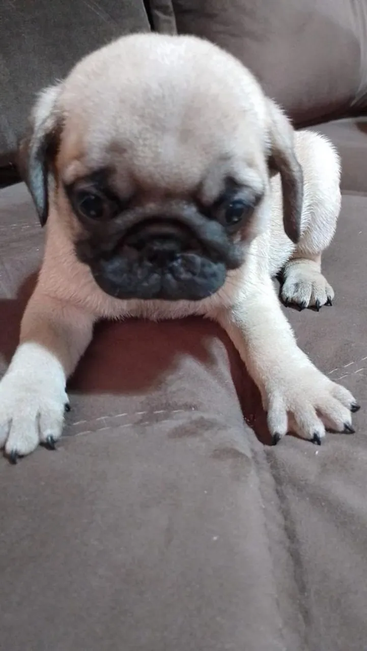 Filhote de Pug macho lindo! Vacina e vermifugo!