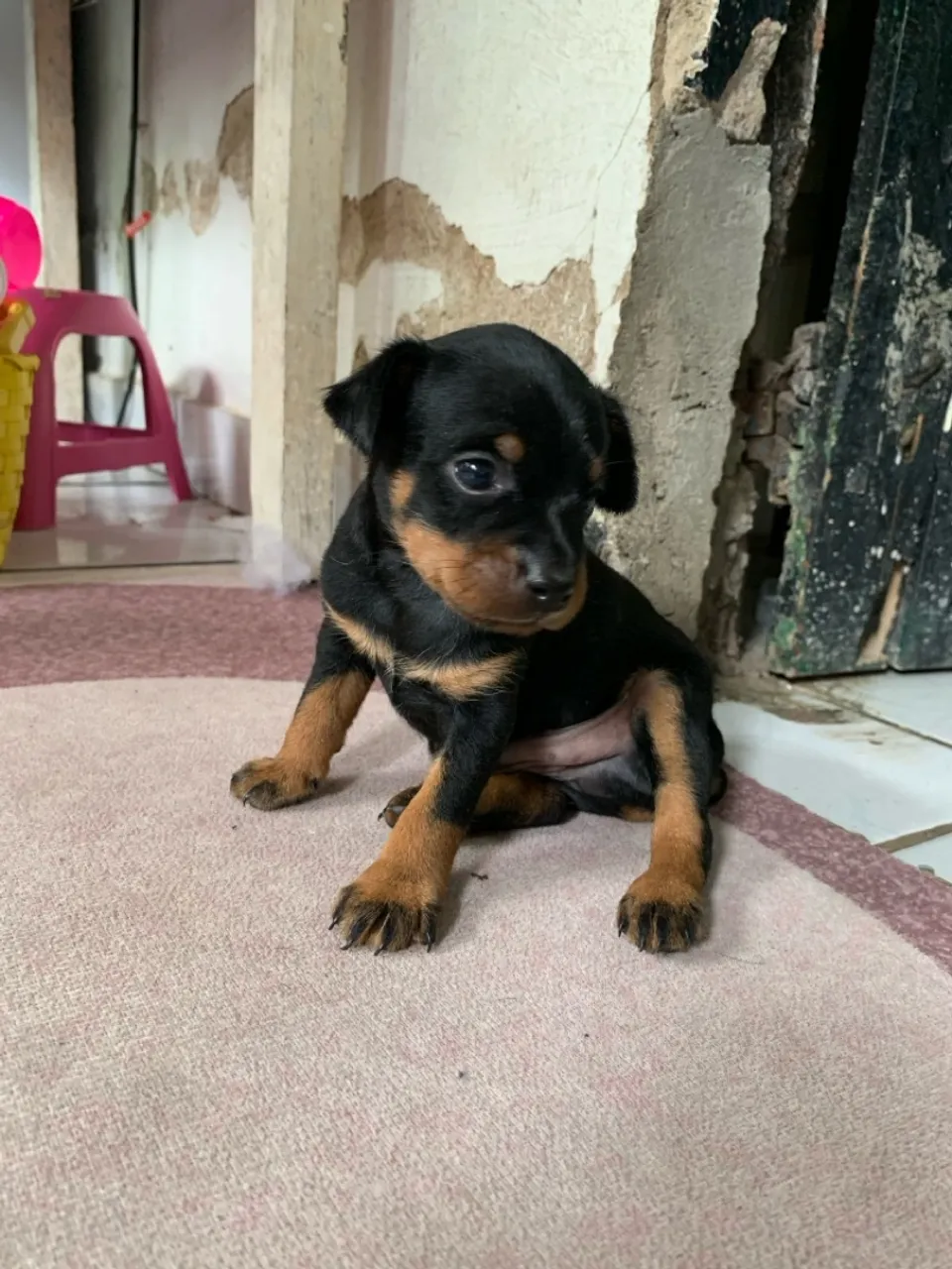 Filhote Pinscher