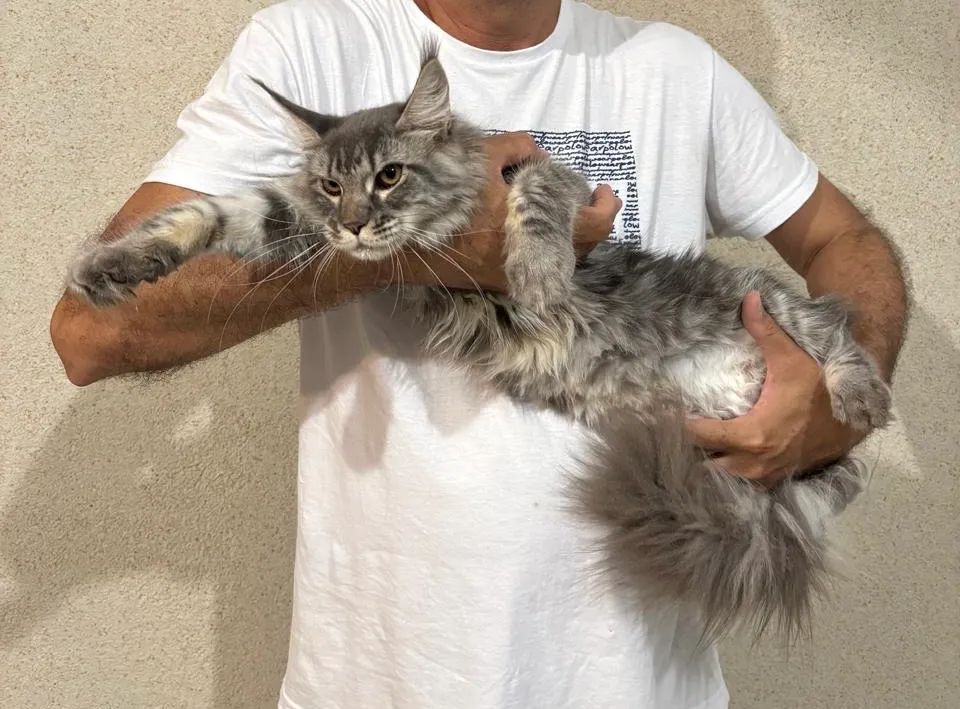 Gato Maine Coon - Filhote fêmea  - Foto 3