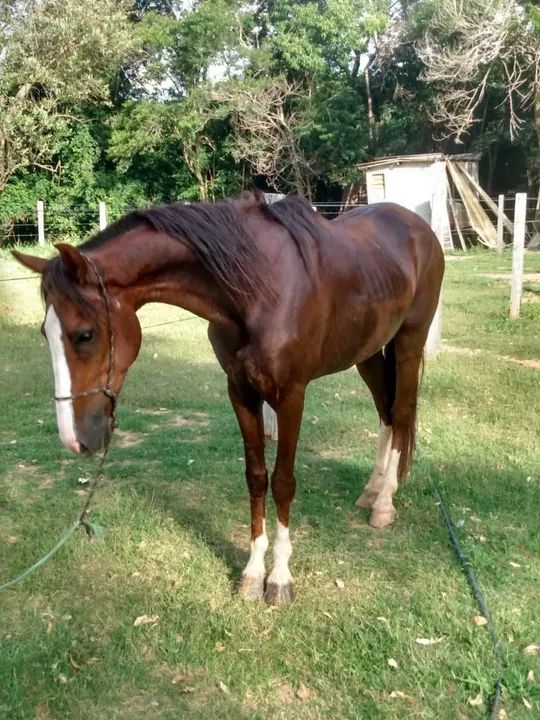 Vendo ou troco cavalo de quatro a cinco anos domado manço  - Foto 4