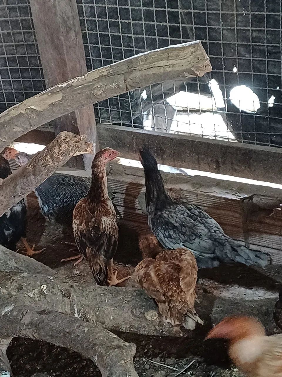 Frango e galinha 