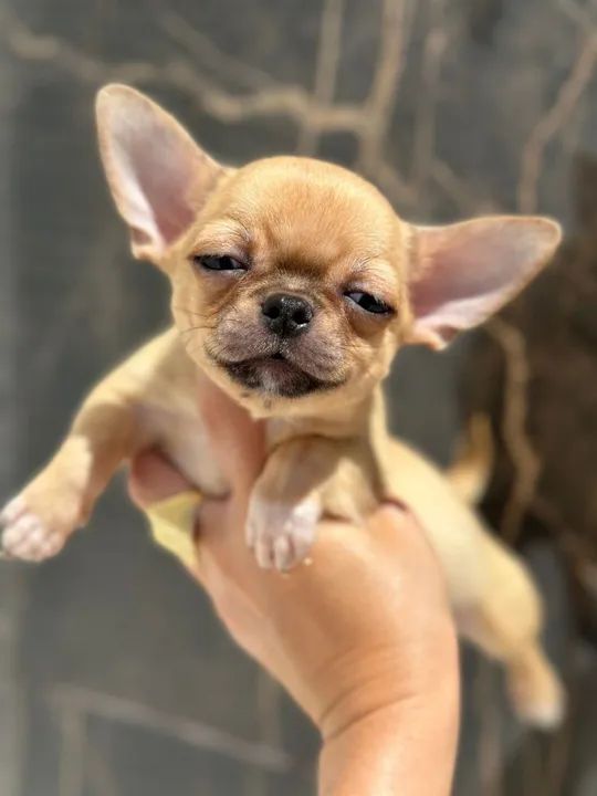 Chihuahua Fofo Pêlo Curto Macho Pronta Entrega!! Garanta já o seu.