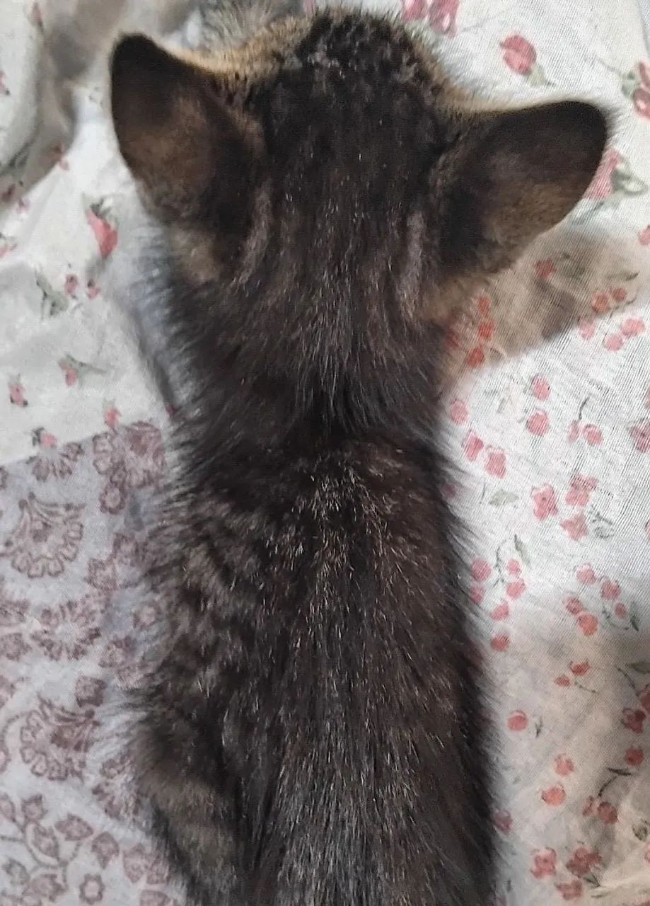 Doação de gato macho - Foto 3