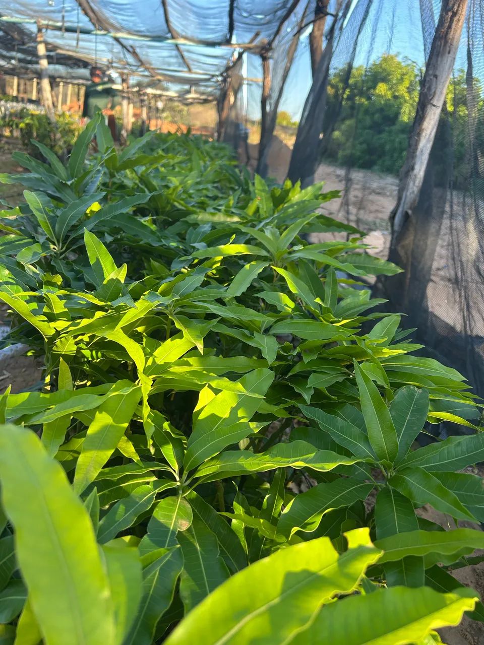 Mudas de manga - Foto 5