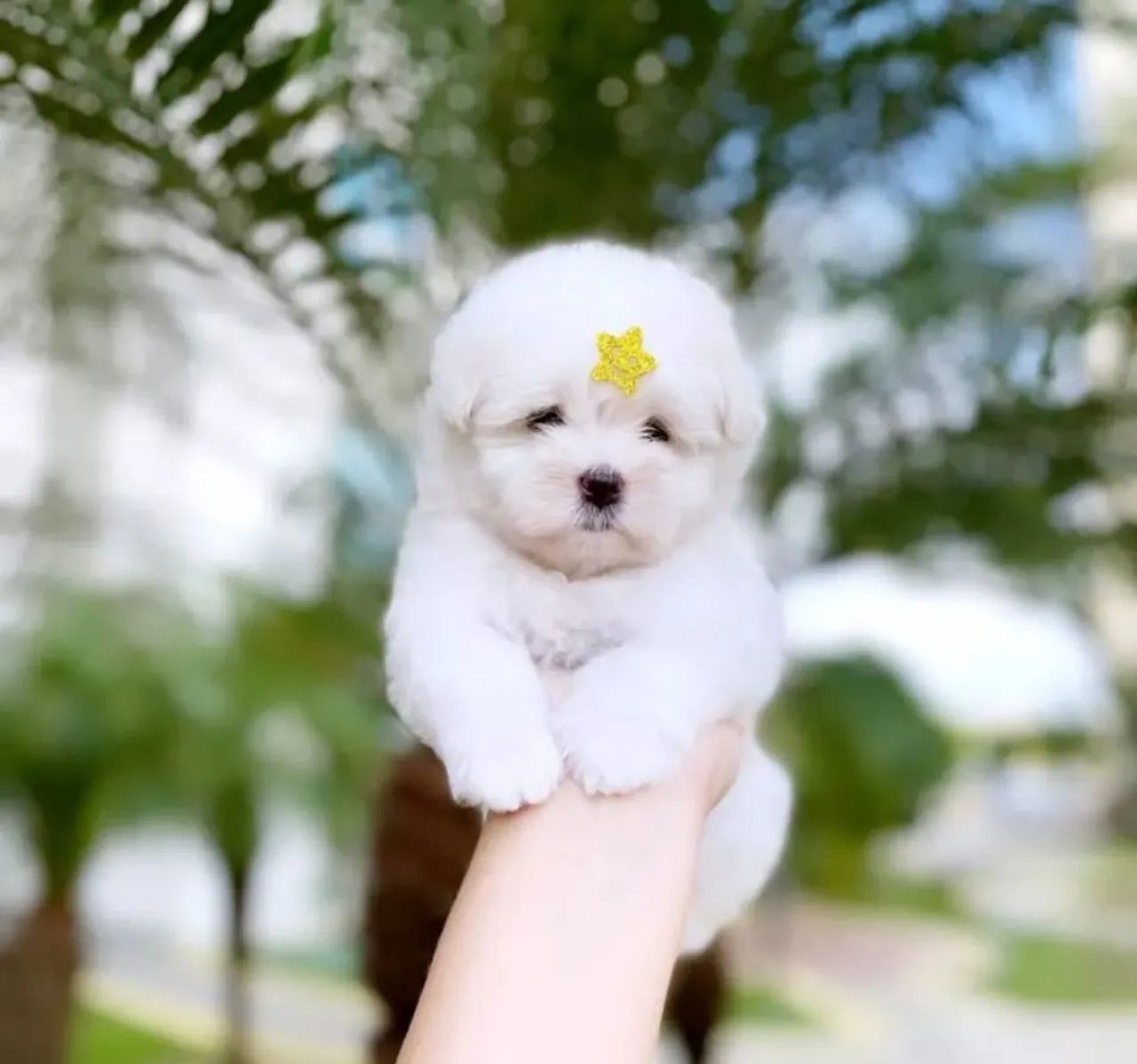 Maltês Terrier Micro Legítimos é Aqui - Foto 4