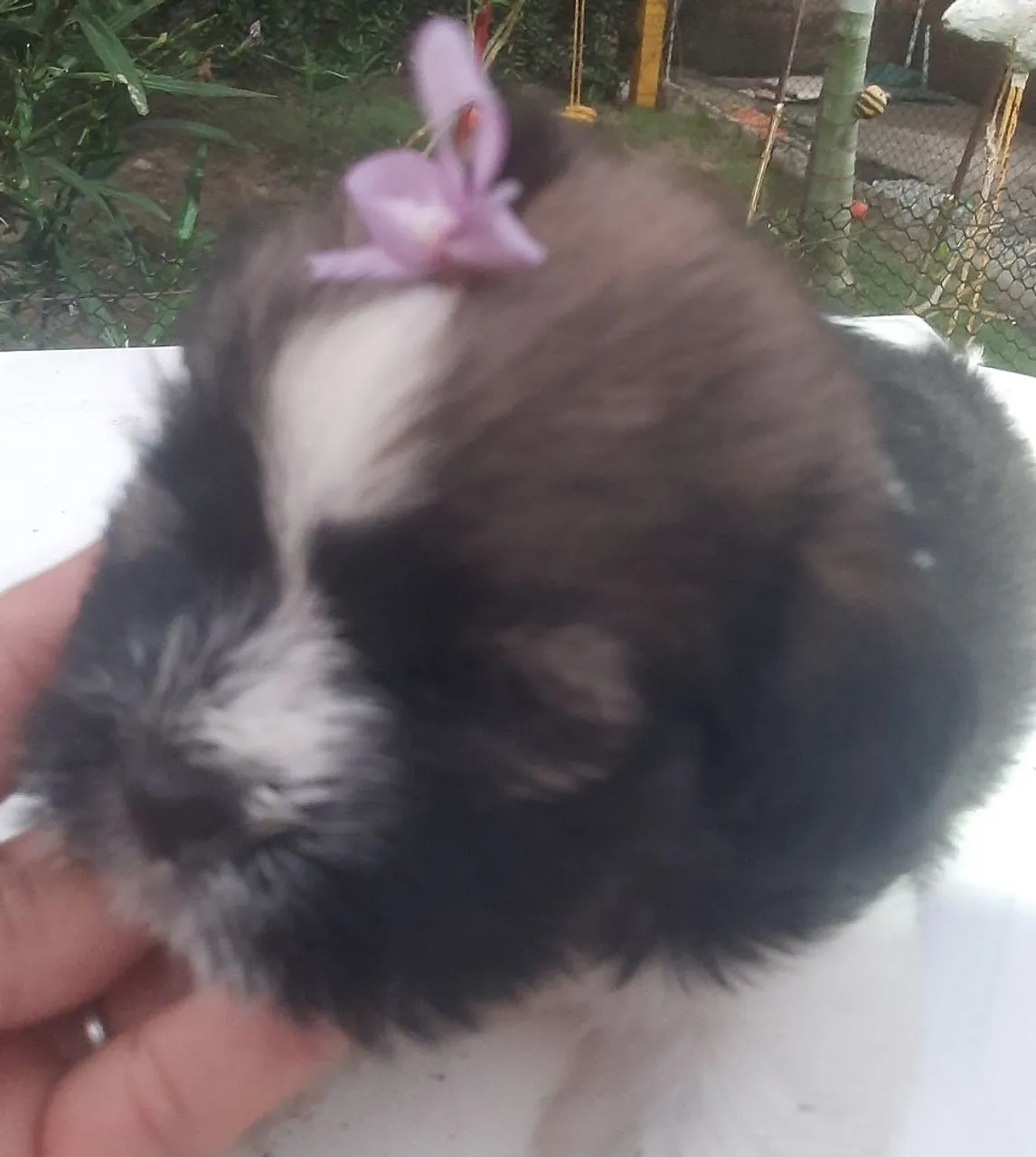 Venda shitzu com poodles