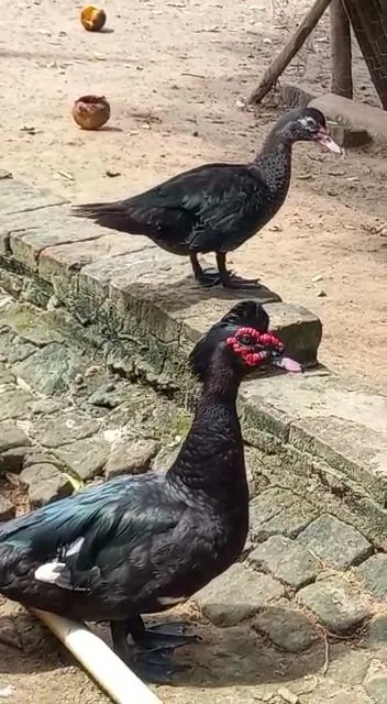 Vendo lote de 28 patos selvagens