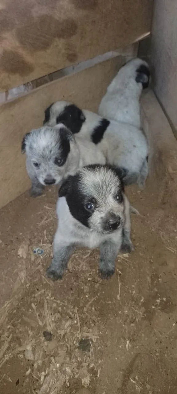 Vende-se filhotes são 3 fêmea