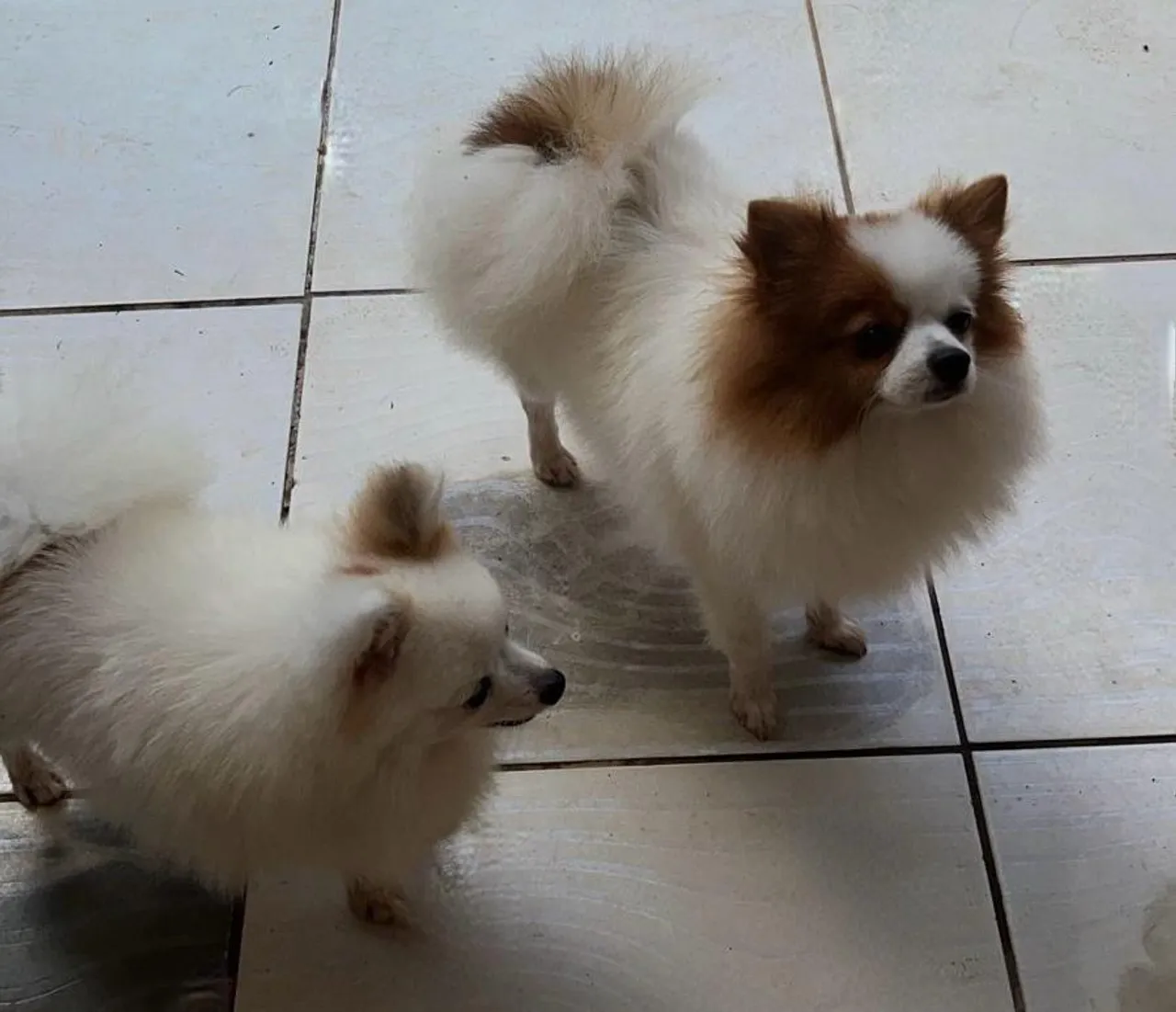 Spitz Alemão anão fêmea