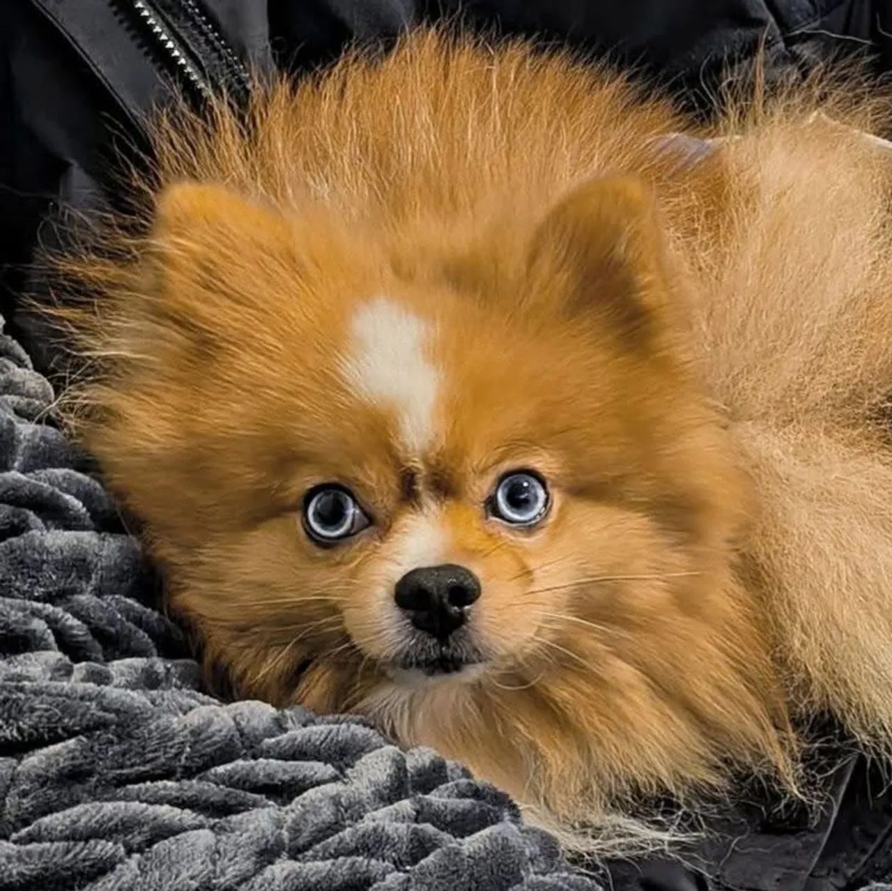 Lulu dos olhos azul 