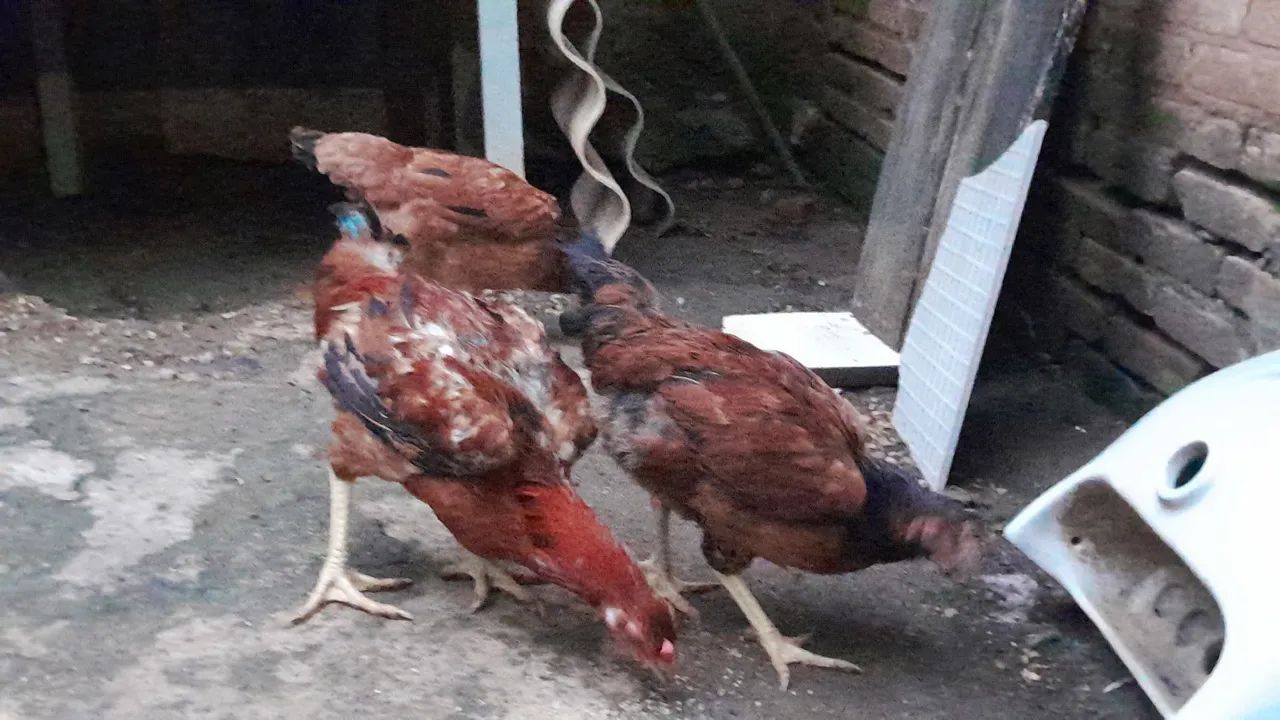 Terno Franguinhs  - Foto 4