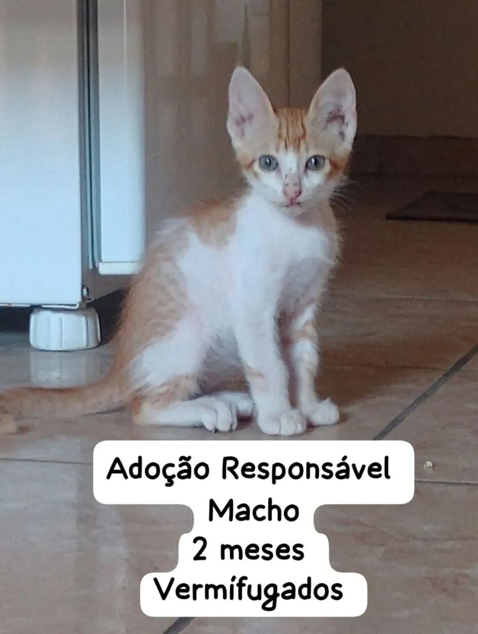 Gatinhos para adoção Responsável  - Foto 4