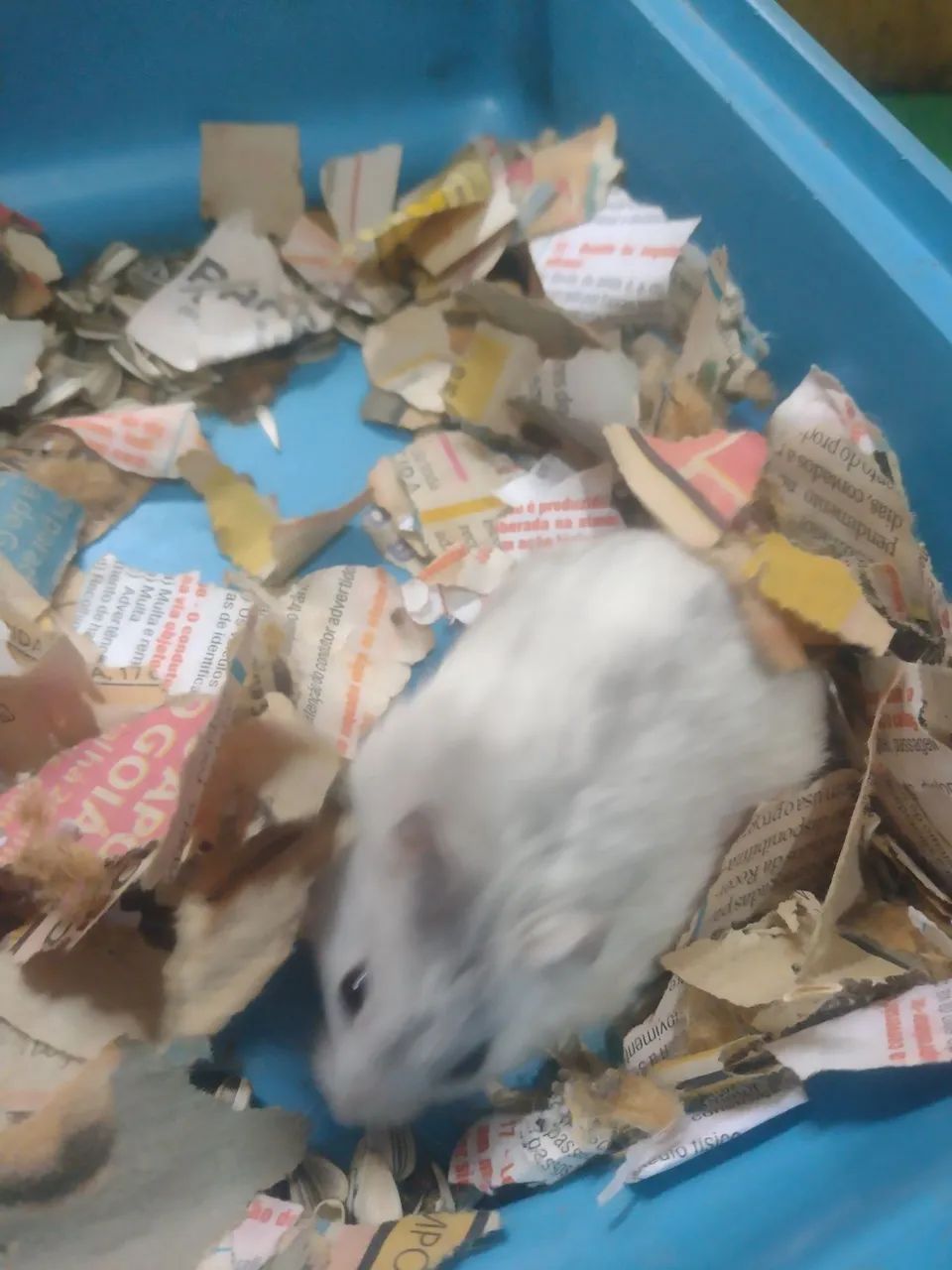 Hamster anão russo raro - Foto 6