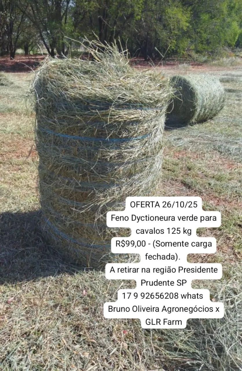 Feno Dyctioneura verde cavalo 125kg carga fechada 