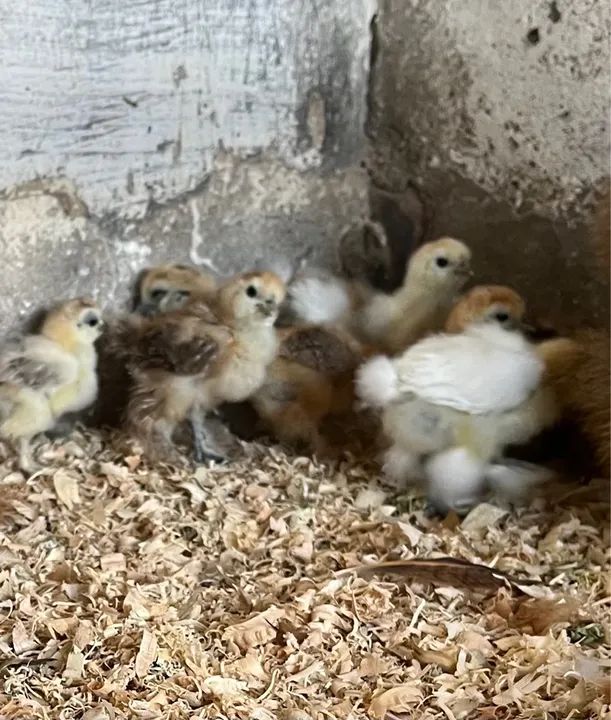 Pintinhos de sedosa japonesa  - Foto 2