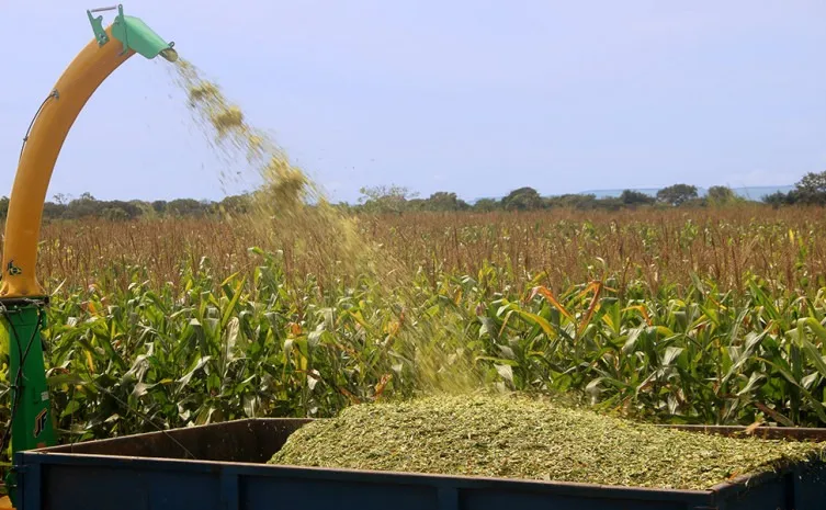 Silagem de MIlho A granel e ensacada de Rondônia
