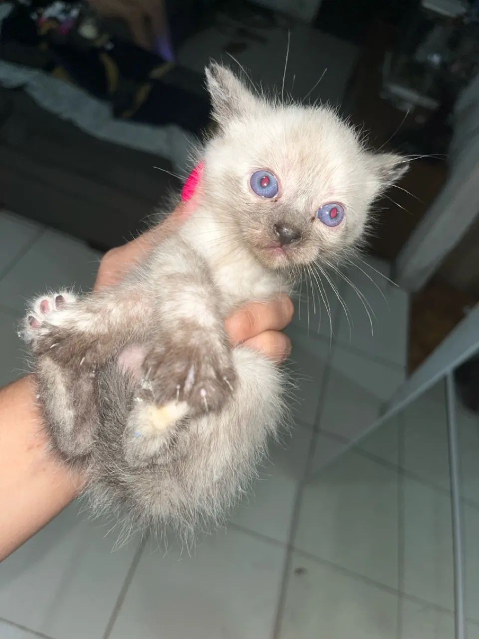 Gatinho filhote com olhos azuis - Foto 4